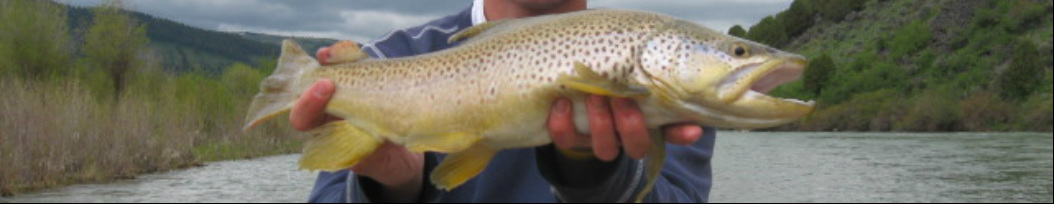 The best flyfishing and trout blogs